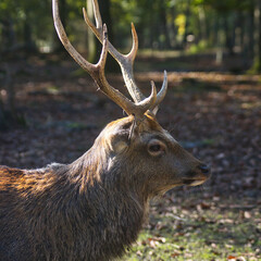 Reh (Capreolus capreolus) im Herbst
