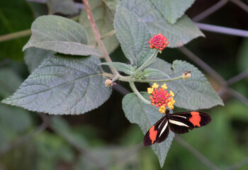 Photograph of a beautiful butterfly resting on a plant in the garden.