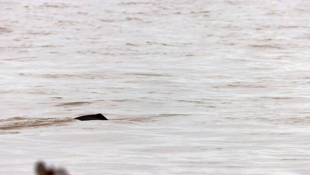 South Asian River Dolphin Is An Endangered Freshwater Or River Dolphin Slow Motion 4k