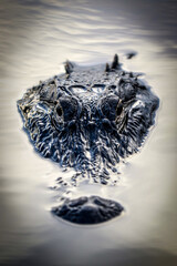 American Alligator head out of the water ominously swimming through a Central Florida lake