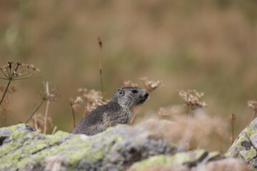 Naklejka na ściany i meble young alpine marmot sitting on some rocks in a meadow