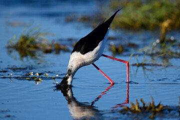 Black-winged Stilt // Stelzenläufer (Himantopus himantopus) - Greece