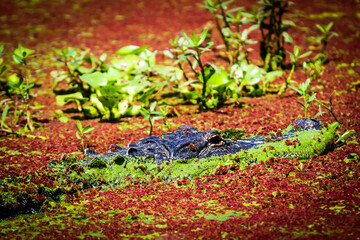 American Alligator camouflaged swimming in red and green growth on Florida lake in Central Florida