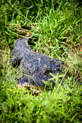 American Alligator resting in the grass on the side of the edge of a lake with mouth open showing full body back to the tail in Central Florida