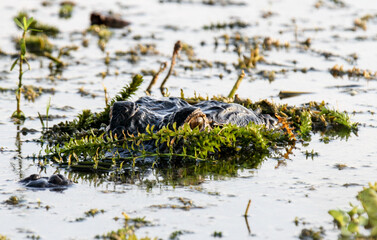 This American alligator was swimming along camouflaged in a florida lake- close-up show of head and eye.