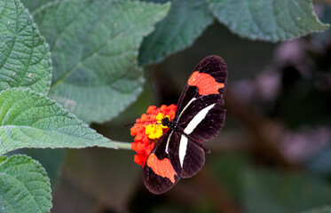 Photograph of a beautiful butterfly resting on a plant in the garden.	