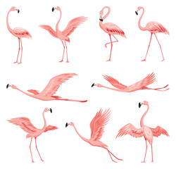 Pink flamingos. Exotic tropical birds characters. Isolated wildlife animals set. Nature wild fauna. Cute african birds