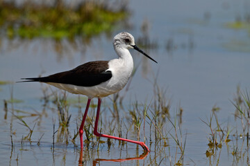 Black-winged Stilt // Stelzenläufer (Himantopus himantopus) - Greece