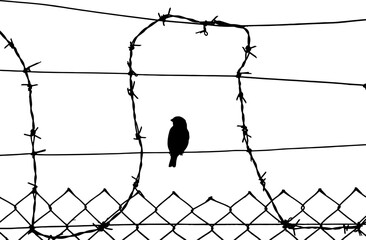 Silhouette of a bird on a barbed wire fence looking out