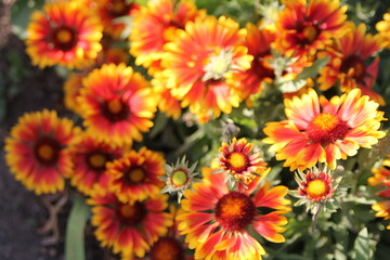 Fototapeta premium Orange flowers (garden chamomile) background image.
