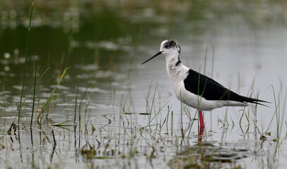 Fototapeta premium Black-winged Stilt // Stelzenläufer (Himantopus himantopus) - Greece