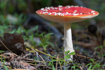Bright fly agaric wild mushroom growing on forest floor. Amanita muscaria hallucinogenic toxic fungus red cap with white spotted and gilleds. Flyamanita toadstool in autumn time. Mushrooms poisoning.