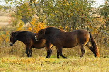 Wild Exmoor ponies grazing freely in a steppe landscape, sunny autumn day shortly after sunrise. 