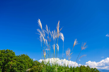 青空とすすき