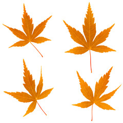 もみじ 紅葉 葉 イラスト リアル 単体