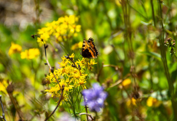 A beautiful butterfly sits on a flower. Beautiful card
