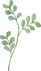 Green herb. Watercolor isolated illustration.