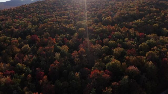 A bird's eye view of trees in Vermont.  Autumn is in full swing.  The leafs are changing colors.  The drone flys over the trees to eventually tilt up and reveal mountains and sun flare.