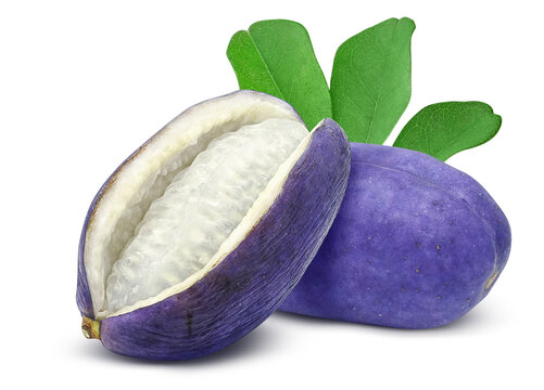 あけび アケビ イラスト リアル セット