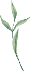 Green herb. Watercolor isolated illustration.
