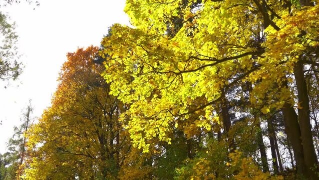 Falling yellow leafs in Autumn