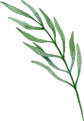 Green herb. Watercolor isolated illustration.