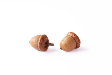 Ripe acorns on a white background.