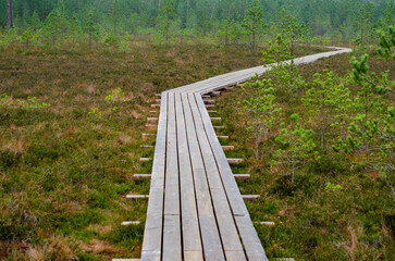 wooden path in the swamp