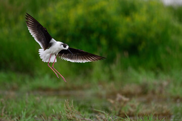 Black-winged Stilt // Stelzenläufer (Himantopus himantopus) - Greece