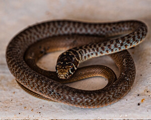 reptile 