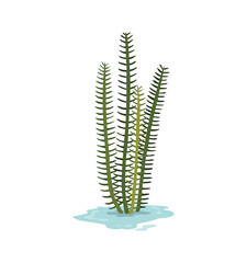 Marsh and wetland plant. Hand drawn botanical item. Swamp flora and fauna. Common plant grow in water, isolated illustration