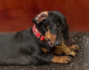 Obraz premium Chilie Playing with his Bone