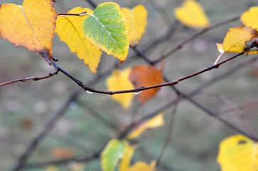 Yellow leaves on a birch branch with rain drops  