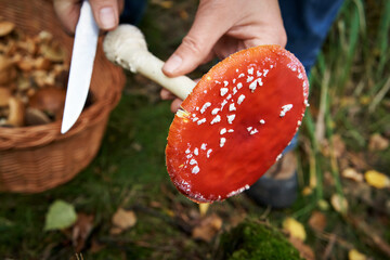 Picking fly agaric in the forest - wild toxic mushroom