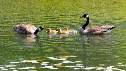 Canadian Geese and goslings at a pond in Pine Mountain Georgia.