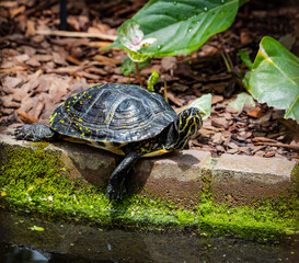 Yellow Bellied Slider turtle basking on edge of a pond in Pine Mountain Georgia.