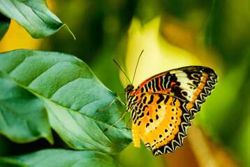 Leopard Lacewing Butterfly sitting on a leaf at a butterfly garden in Georgia.