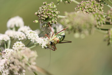 grasshopper ephippiger feeding up in a white flower