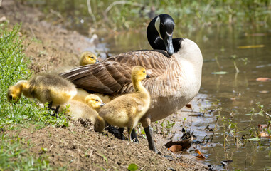 Canadian Geese and goslings at a pond in Pine Mountain Georgia.