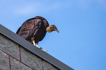 Black Vulture sitting on a roof top in Pine Mountain Georgia.