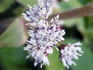Obraz premium Purple flowers