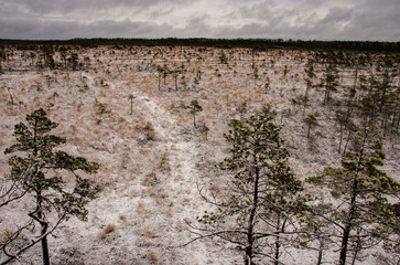 swamp in winter