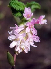 pink blossom
