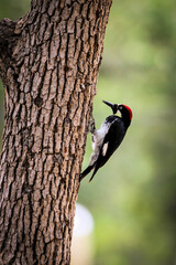 Maile Nuttall's Woodpeckers in a Central Florida tree looking for a snack.
