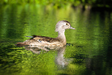 Brown duck like bird swimming in Silver Springs State Park in Florida (and silhouette from morning sun).
