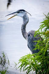 Great Blue Heron with a stick stuck in its mouth on a wildlife drive in Florida.
