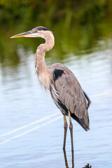 Great Blue Heron  looking for fish on a wildlife drive in Florida.