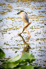 Black-crowned Night-Heron Resting on a Stick in Marsh in Central Florida on wildlife drive