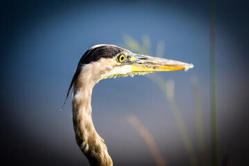 Great Blue Heron looking for fish on a wildlife drive in Florida - headshot