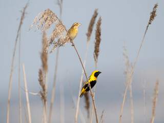 yellow-crowned bishop, euplectes afer, bird, nature, animal, wildlife, beak, wild, branch, fauna, spring, passerine, granivore, avian, ornithology